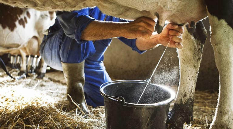 राजस्थान डेयरी सेक्टर में ऐतिहासिक विस्तार, 45 लाख लीटर प्रतिदिन तक पहुंचा दूध संकलन