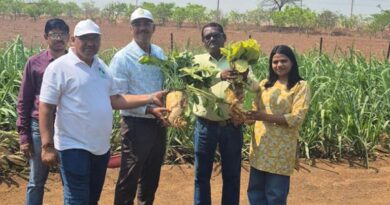 रायपुर : रायगढ़ का ‘केलो’ जंवाफूल चावल बना ब्रांड, देशभर में बढ़ी मांग; बेंगलुरु से कारगिल तक पहुंची खुशबू