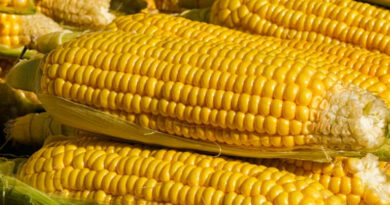 मक्का मंडी रेट (30 मार्च 2026)