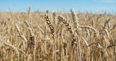 गेहूँ मंडी रेट (30 मार्च 2026)