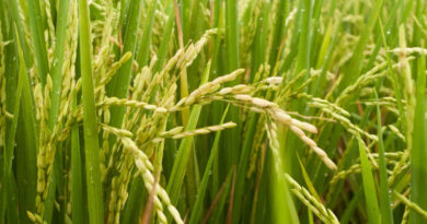 आज का धान मंडी रेट (05 अप्रैल 2026)