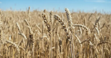 आज का गेहूँ मंडी रेट (05 अप्रैल 2026) आज का गेहूँ मंडी रेट (05 अप्रैल 2026)