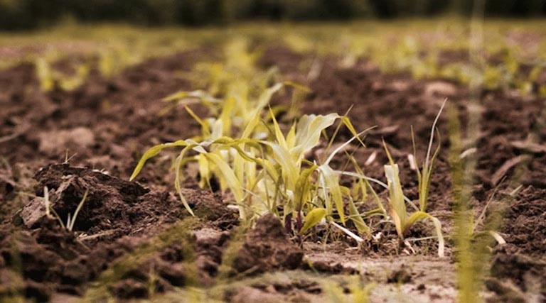 जिला कलेक्टर आंधी, बारिश और ओलावृष्टि से हुए नुकसान का त्वरित कराएं आकलन : मुख्यमंत्री डॉ. यादव