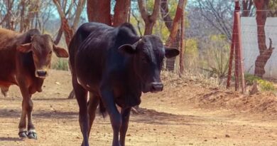 पशुपालन की विभिन्न योजनाओं से किसान होंगे आत्मनिर्भर : मुख्यमंत्री डॉ. यादव