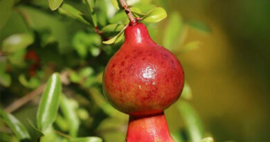 एक बार लगाएं अनार का बाग, लंबे समय तक होती है आय