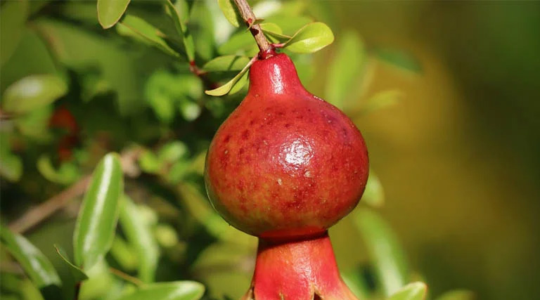 एक बार लगाएं अनार का बाग, लंबे समय तक होती है आय