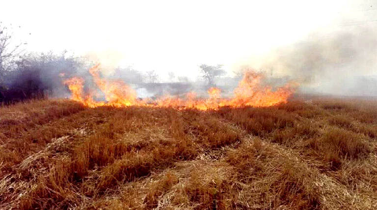 रायसेन में होगा उन्नत कृषि महोत्सव, पराली प्रबंधन पर विशेष फोकस