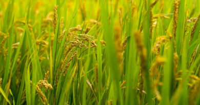 भारत में ग्रीष्मकालीन धान का रकबा 2.47 लाख हेक्टेयर घटा, कुल बोआई क्षेत्र में हल्की बढ़त