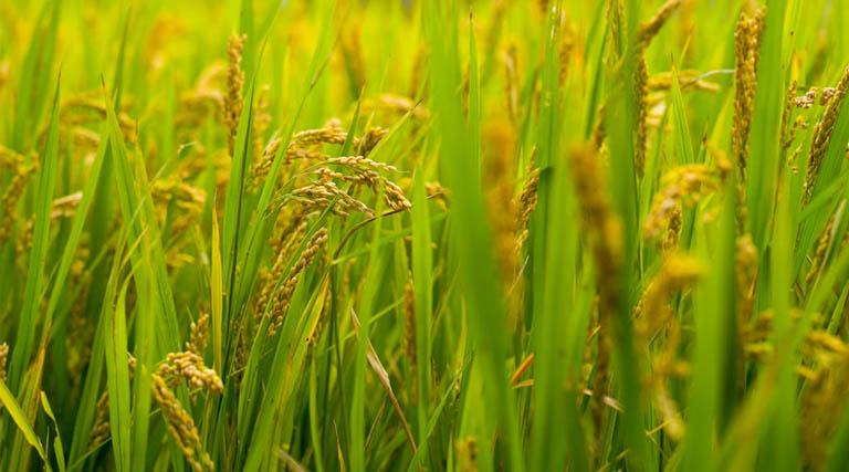भारत में ग्रीष्मकालीन धान का रकबा 2.47 लाख हेक्टेयर घटा, कुल बोआई क्षेत्र में हल्की बढ़त