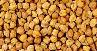 खंडवा जिले में चना उपार्जन के लिए दो अतिरिक्त केंद्र बनाए