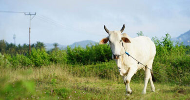 नरसिंहपुर: पशुपालन की सेवाओं में डिजिटल क्रांति