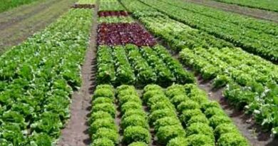 बड़वानी: उद्यानिकी फसलों के बीज का व्यापार लाइसेंस लेकर ही करें