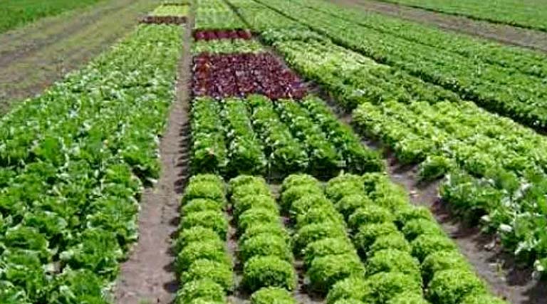 बड़वानी: उद्यानिकी फसलों के बीज का व्यापार लाइसेंस लेकर ही करें