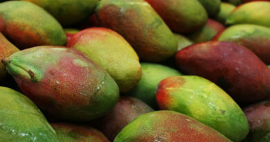 सिवनी में आम फल बहार की नीलामी प्रक्रिया 8 और 9 अप्रैल को