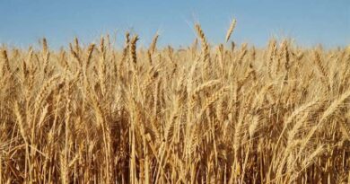  आज का गेहूँ मंडी रेट (07 अप्रैल 2026)