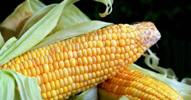 मक्का मंडी रेट (07 अप्रैल 2026)