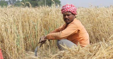 33.4 मिलियन हेक्टेयर रबी गेहूं फसल गर्मी के दबाव के बावजूद मजबूत
