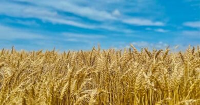 मध्यप्रदेश में MSP पर गेहूं खरीदी तेज, अब तक 5220 किसानों से 22 हजार टन से अधिक उपार्जन  