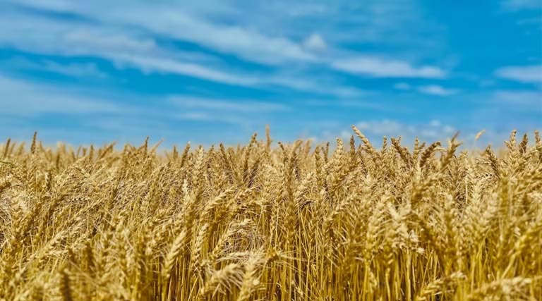 मध्यप्रदेश में MSP पर गेहूं खरीदी तेज, अब तक 5220 किसानों से 22 हजार टन से अधिक उपार्जन  