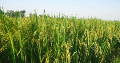 आज का धान मंडी रेट (07 अप्रैल 2026)