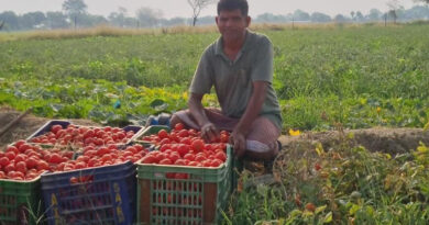 टमाटर की खेती से बदली रायपुर के किसान की किस्मत! 1 हेक्टेयर में हो रही 6 लाख तक की कमाई, रोज 100 कैरेट उत्पादन  