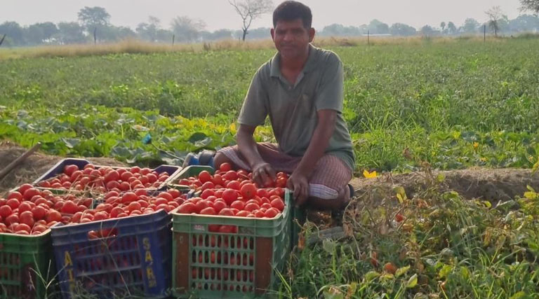 टमाटर की खेती से बदली रायपुर के किसान की किस्मत! 1 हेक्टेयर में हो रही 6 लाख तक की कमाई, रोज 100 कैरेट उत्पादन  