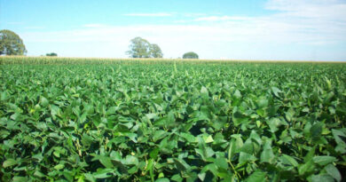 यूरिया का प्रभावी विकल्प बन रही हरी खाद, छत्तीसगढ़ में 600 हेक्टेयर में प्रदर्शन