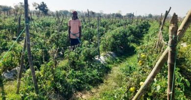 खेती में भी है खूब पैसा! इस किसान ने लाल टमाटर उगाकर की 3 लाख की तगड़ी कमाई, जानें कैसे  