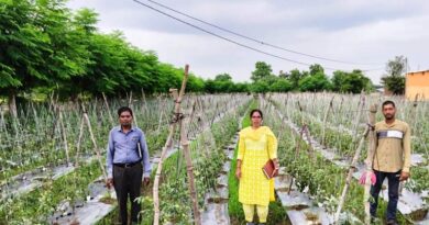 टमाटर की खेती से किसान हुआ मालामाल! सिर्फ 85 हजार की लागत में कमाए 3.75 लाख रुपए, जानिए कैसे  