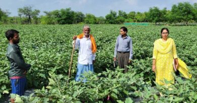 रायपुर: इस तकनीक से बैंगन की खेती ने बदल दी किसान की किस्मत, एक एकड़ से पाया 1.33 लाख का मुनाफा  