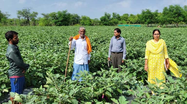 रायपुर: इस तकनीक से बैंगन की खेती ने बदल दी किसान की किस्मत, एक एकड़ से पाया 1.33 लाख का मुनाफा  