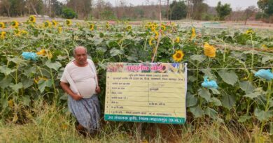 सूरजमुखी की खेती ने बदली किसान गौतम की किस्मत, महज 1.5 एकड़ में की 82 हजार की तगड़ी कमाई  