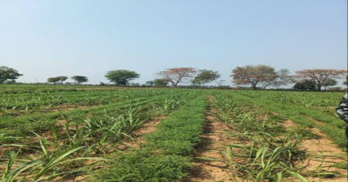 ग्वालियर के किसान का कमाल! एक ही खेत में उगाईं दो फसलें, 25% तक बढ़ा उत्पादन, पानी भी बचाया  