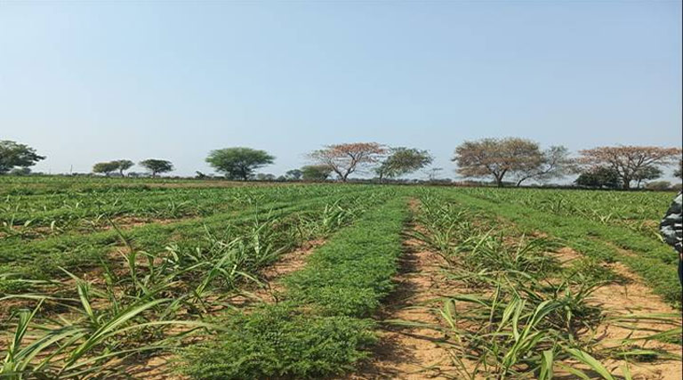 ग्वालियर के किसान का कमाल! एक ही खेत में उगाईं दो फसलें, 25% तक बढ़ा उत्पादन, पानी भी बचाया