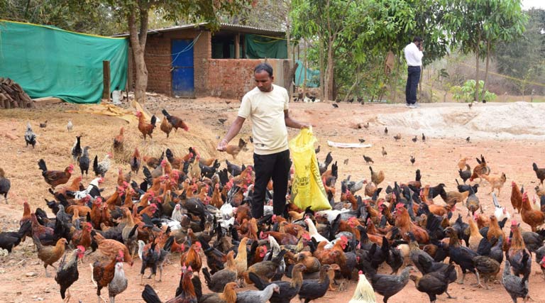 रायपुर: मछली और पशुपालन से किसान ने बदली किस्मत, सालाना 6 लाख रुपये की कमाई कर बने आत्मनिर्भर