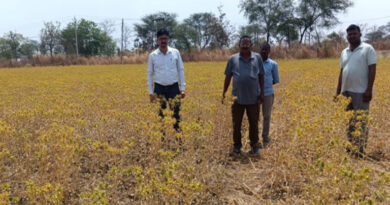 पानी की कमी में भी करें कुसुम की खेती, कम लागत में कमाई हो जाएगी डबल; लाखों में होगा मुनाफा