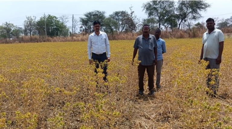 पानी की कमी में भी करें कुसुम की खेती, कम लागत में कमाई हो जाएगी डबल; लाखों में होगा मुनाफा