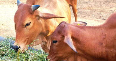 मध्यप्रदेश: पशुपालकों के लिए ‘गोरस ऐप’ लॉन्च, अब मोबाइल बताएगा पशुओं का सही आहार, बढ़ेगा दूध उत्पादन  