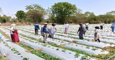 कटनी: बीएसडब्ल्यू-एमएसडब्ल्यू छात्रों का फील्ड विजिट, देखा मल्चिंग खेती का मॉडल; आधुनिक तकनीक से हुए रूबरू