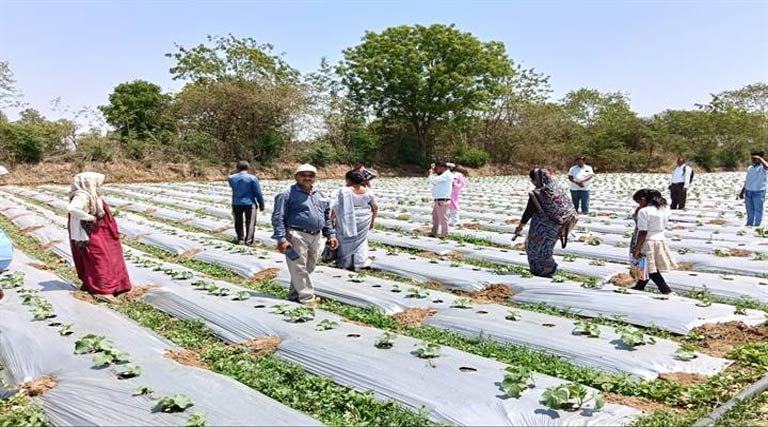 कटनी: बीएसडब्ल्यू-एमएसडब्ल्यू छात्रों का फील्ड विजिट, देखा मल्चिंग खेती का मॉडल; आधुनिक तकनीक से हुए रूबरू