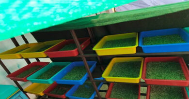 मध्यप्रदेश: सागर में गौशालाओं में हाइड्रोपोनिक्स चारा उत्पादन शुरू, गोवंश को मिलेगा पौष्टिक आहार