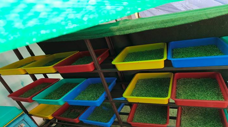 मध्यप्रदेश: सागर में गौशालाओं में हाइड्रोपोनिक्स चारा उत्पादन शुरू, गोवंश को मिलेगा पौष्टिक आहार