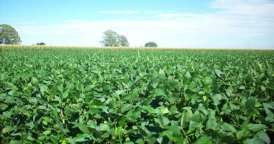 छत्तीसगढ़: जशपुर में हरी खाद को बढ़ावा, जशपुर में 600 हेक्टेयर में प्रदर्शन अभियान शुरू; जैविक खेती को मिलेगा प्रोत्साहन  