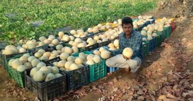 खरबूजे की खेती से बदली अलीराजपुर के किसान की किस्मत, 1.65 लाख रुपए का हुआ तगड़ा मुनाफा