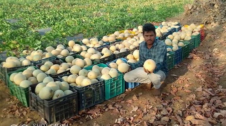 खरबूजे की खेती से बदली अलीराजपुर के किसान की किस्मत, 1.65 लाख रुपए का हुआ तगड़ा मुनाफा