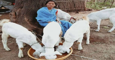 मध्यप्रदेश: चम्पा चौधरी बनी आत्मनिर्भरता की मिसाल, बकरी पालन से कमा रहीं 1.20 लाख रुपए सालाना