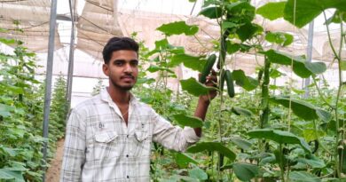 बीकानेर के युवा किसान बने मिसाल, खीरे की खेती से सालाना कमा रहे ₹20 लाख; जानिए हाईटेक खेती का राज