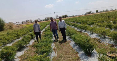 मिर्च की खेती बनी फायदे का सौदा! अशोकनगर के किसान ने 2 बीघा में कमाए 2.5 लाख रुपए, जानें कैसे  