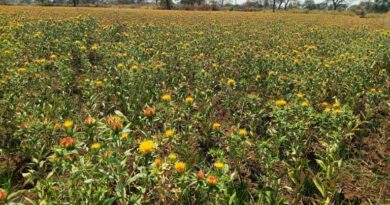 रायपुर: बालोद में तिलहन खेती को बढ़ावा, 194 किसानों ने शुरू की कुसुम की खेती; 157 हेक्टेयर तक पहुंचा रकबा  