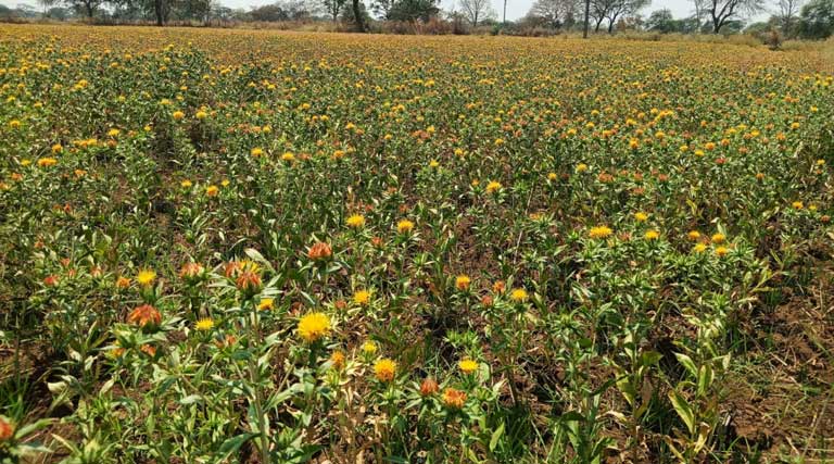 रायपुर: बालोद में तिलहन खेती को बढ़ावा, 194 किसानों ने शुरू की कुसुम की खेती; 157 हेक्टेयर तक पहुंचा रकबा  